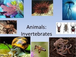 Characteristics of invertebrates