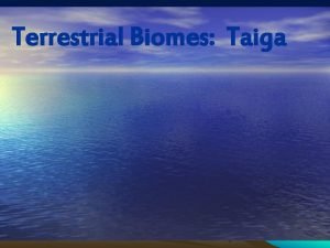 Terrestrial Biomes Taiga Terrestrial Biome Taiga Location of