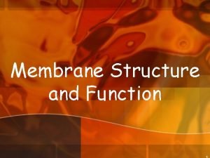 Membrane Structure and Function 1 Plasma Membrane Is