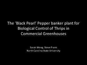 The Black Pearl Pepper banker plant for Biological