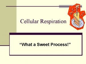 Cellular Respiration What a Sweet Process Cellular Respiration