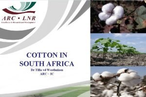 COTTON IN SOUTH AFRICA Dr Tilla vd Westhuizen