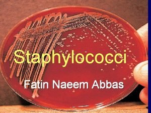 Staphylococci Fatin Naeem Abbas Staphylococus Morphological characteristic Cultural