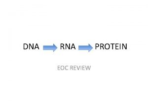 DNA RNA EOC REVIEW PROTEIN DNA What 2