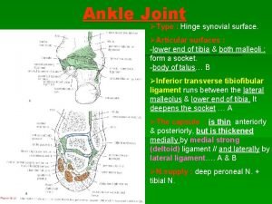 Ankle Joint Type Hinge synovial surface Articular surfaces