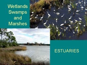 Why estuaries are important