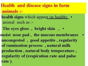 Coccygeal artery cow pulse