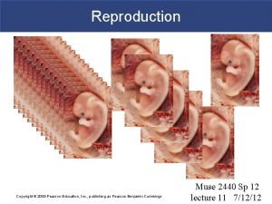 Figure 28-1 the male reproductive system