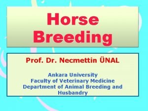 Horse Breeding Prof Dr Necmettin NAL Ankara University