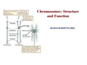 Chromosomes Structure and Function MOLECULAR GENETICS 856 Chromosomes