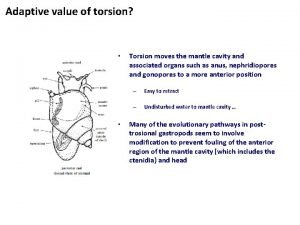 Adaptive value of torsion Torsion moves the mantle