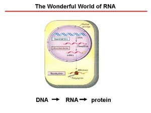 The Wonderful World of RNA DNA RNA protein