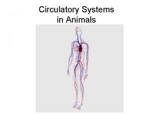 Reptile circulatory system