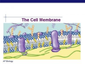 The Cell Membrane AP Biology Overview Cell membrane