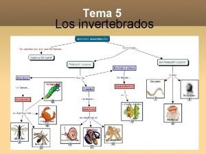 Cómo se clasifican los equinodermos Cómo se clasifican los equinodermos