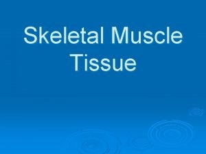 Skeletal muscle belly