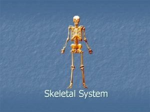 Skeletal System Skeletal Functions 1 2 3 4