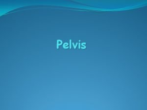 Pelvis Pelvic Girdle Attaches lower extremities to the