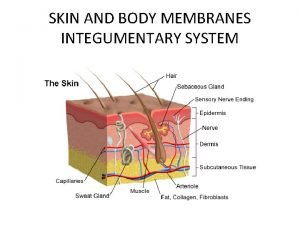 SKIN AND BODY MEMBRANES INTEGUMENTARY SYSTEM EPITHELIAL MEMBRANES