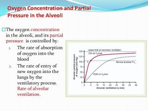 Alveoli location