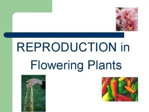 REPRODUCTION in Flowering Plants I FLOWERS l Are