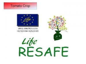 Tomato Crop LIFE 12 ENVIT000356 01012014 31122015 Tomato