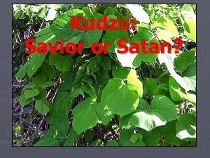 Kudzu Savior or Satan Originally introduced into US