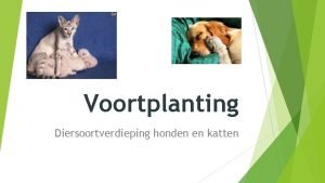 Voortplanting Diersoortverdieping honden en katten Leerdoelen De beginnend