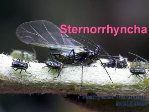 Sternorrhyncha Prathyusha Pemmaraju BCHS 4324 Classification Kingdom Animalia