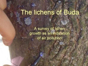 The lichens of Buda A survey of lichen