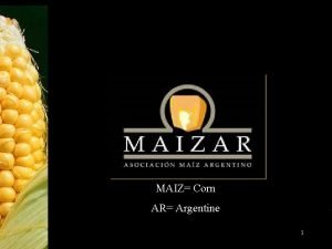 MAIZ Corn AR Argentine 1 MAIZAR Association of
