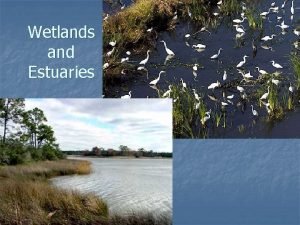 Wetlands and Estuaries What is a Wetland 1