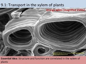 9 1 Transport in the xylem of plants