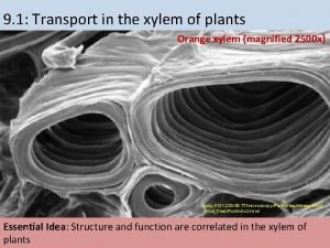 David attenborough transpiration