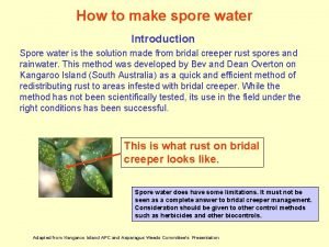 How to make spore water Introduction Spore water