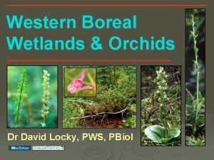 Western Boreal Wetlands Orchids Dr David Locky PWS