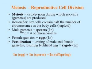 Meiosis Reproductive Cell Division Meiosis cell division during