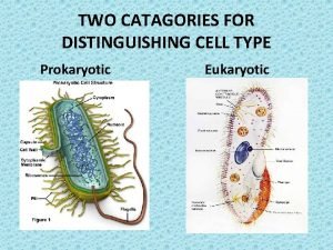 TWO CATAGORIES FOR DISTINGUISHING CELL TYPE Prokaryotic Eukaryotic
