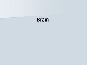 Brain CEREBRUM n Cerebral hemispheres Longitudinal cerebral fissure