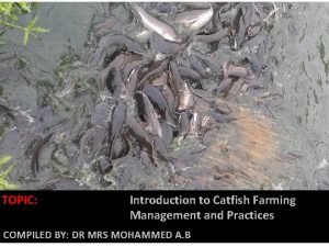 Catfish management