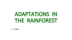 Rainforest animal adaptations