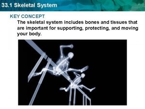 33 1 Skeletal System KEY CONCEPT The skeletal