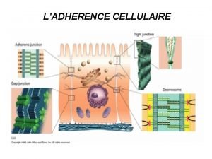 LADHERENCE CELLULAIRE LA MATRICE EXTRACELLULAIRE Les matrices extracellulaires