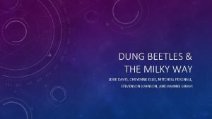 Dung beetle milky way