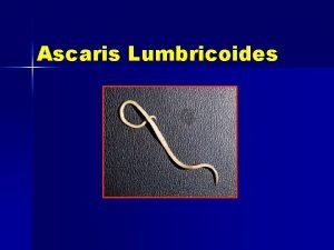 Taxonomy of ascaris lumbricoides