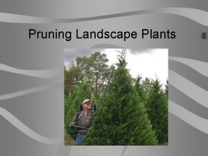 Pruning Landscape Plants Next Generation ScienceCommon Core Standards