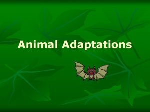 What are the 3 types of adaptations