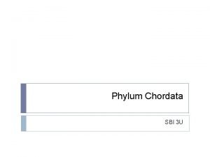 Phylum Chordata SBI 3 U What are Chordates