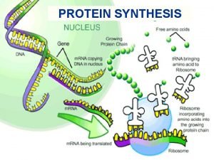PROTEIN SYNTHESIS CENTRAL DOGMA OF MOLECULAR BIOLOGY DNA