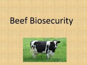 Beef Biosecurity What is Beef Beef is the